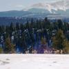 Elk on property 